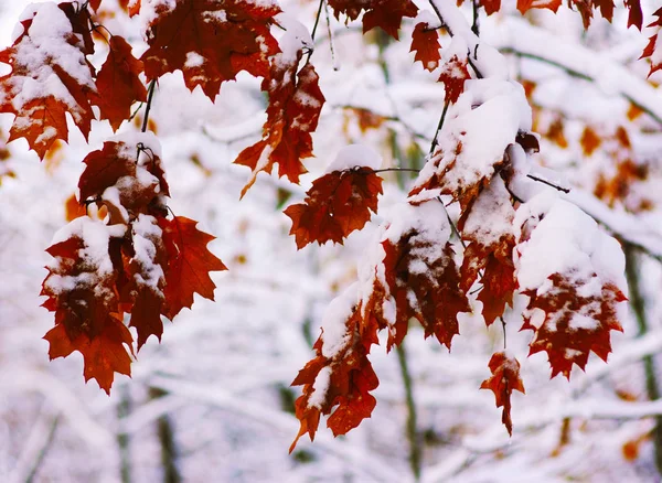 Gelbe Blätter im Schnee — Stockfoto