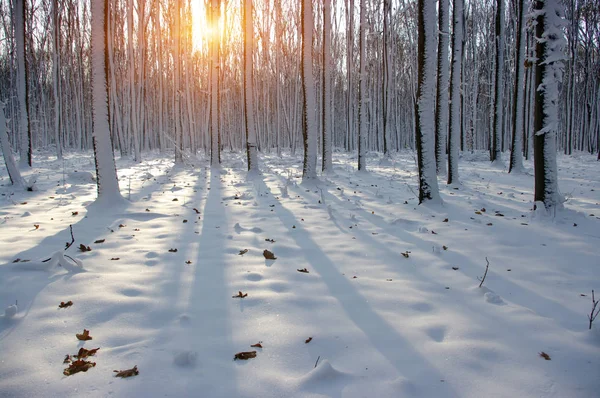 Ormanda gün batımı 