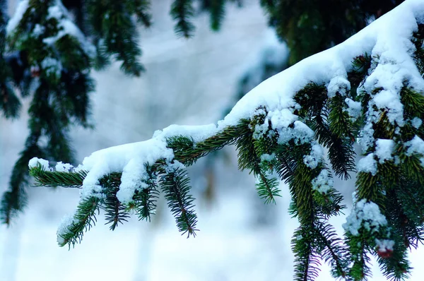 Ramas de abeto cubiertas de nieve — Foto de Stock