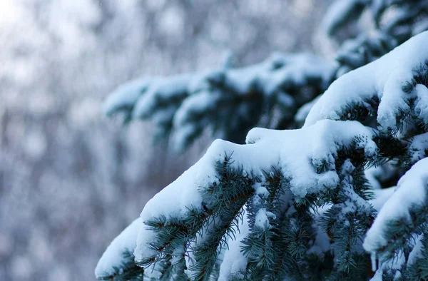 Ramos de abeto cobertos de neve — Fotografia de Stock