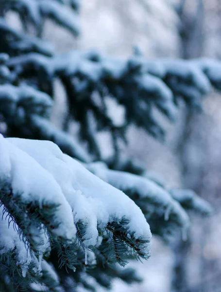 Ramas de abeto cubiertas de nieve — Foto de Stock