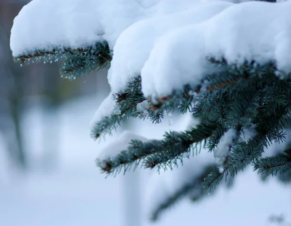 Sparren takken bedekt met sneeuw — Stockfoto