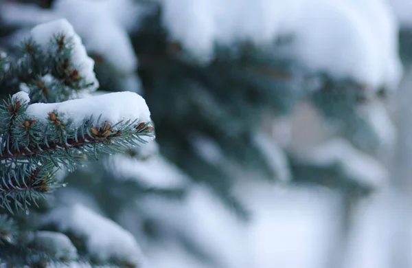 Ялинові гілки покриті снігом — стокове фото