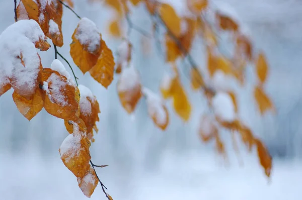 Gele bladeren in sneeuw. — Stockfoto