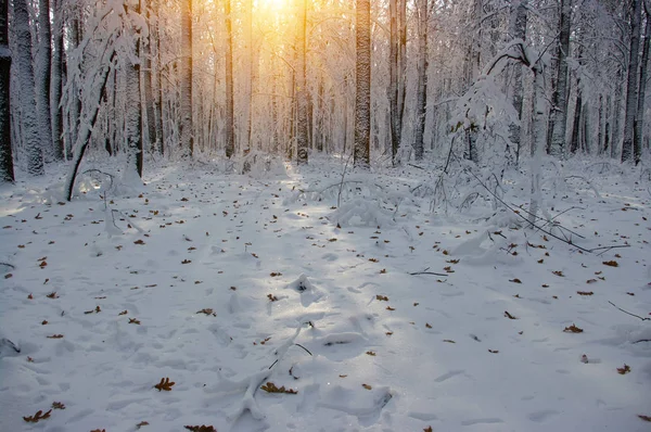 Puesta de sol en el bosque —  Fotos de Stock