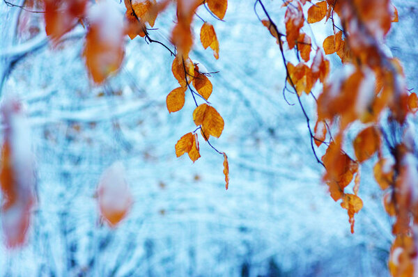 Yellow leaves in snow. 
