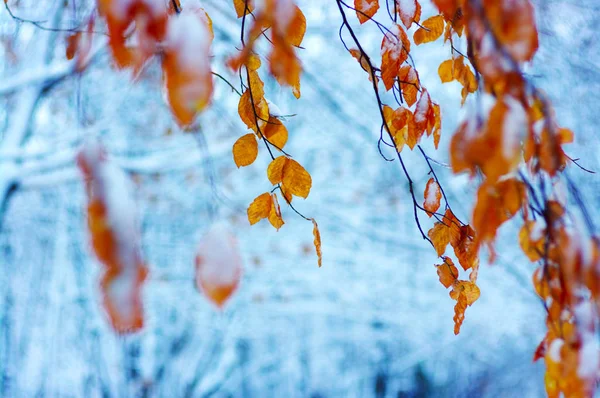 Gele bladeren in sneeuw. — Stockfoto