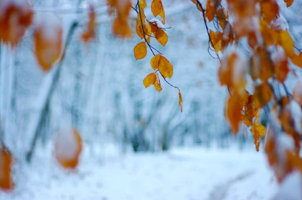 Feuilles jaunes dans la neige . — Photo