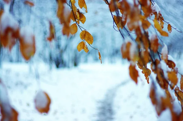 Κίτρινα φύλλα στο χιόνι. — Φωτογραφία Αρχείου