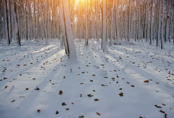 Ηλιοβασίλεμα στο χειμερινό δάσος — Φωτογραφία Αρχείου