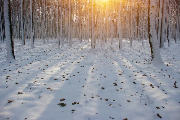 Puesta de sol en bosque de invierno —  Fotos de Stock