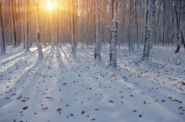 Puesta de sol en bosque de invierno —  Fotos de Stock