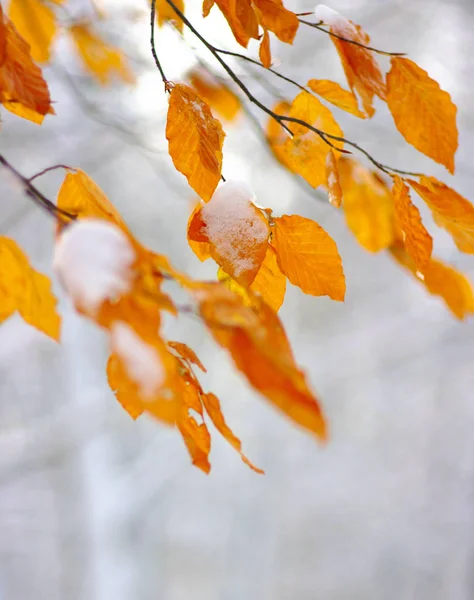 Folhas amarelas na neve . — Fotografia de Stock