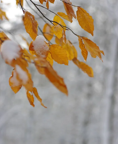 Gelbe Blätter im Schnee. — Stockfoto