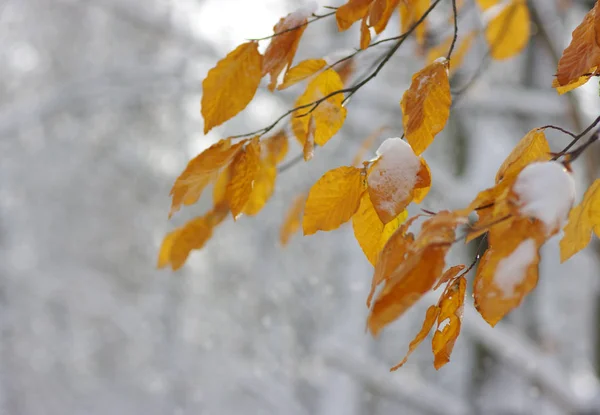 Folhas amarelas na neve . — Fotografia de Stock