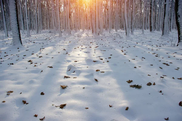 Pôr do sol na floresta de inverno — Fotografia de Stock