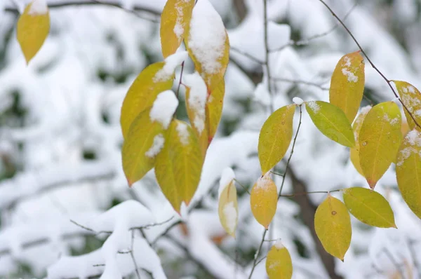 Κίτρινα φύλλα στο χιόνι. — Φωτογραφία Αρχείου
