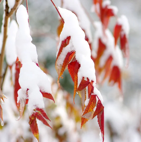Gelbe Blätter im Schnee. — Stockfoto