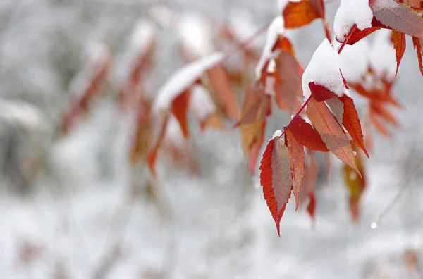Gelbe Blätter im Schnee. — Stockfoto