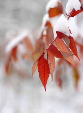 Karda sarı yapraklar. 