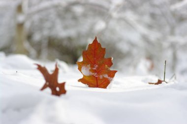 Karda sarı yapraklar. 