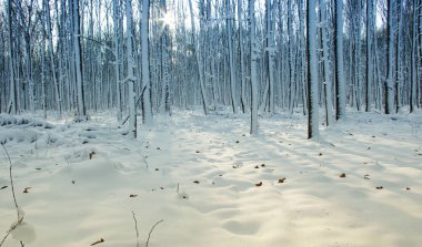 Karla kaplı ağaçlar