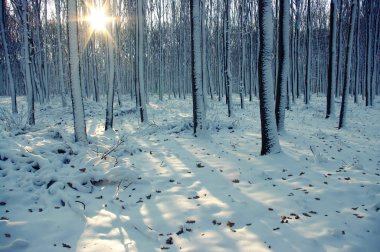 Karla kaplı ağaçlar
