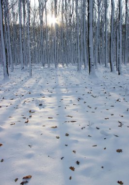 Karla kaplı ağaçlar