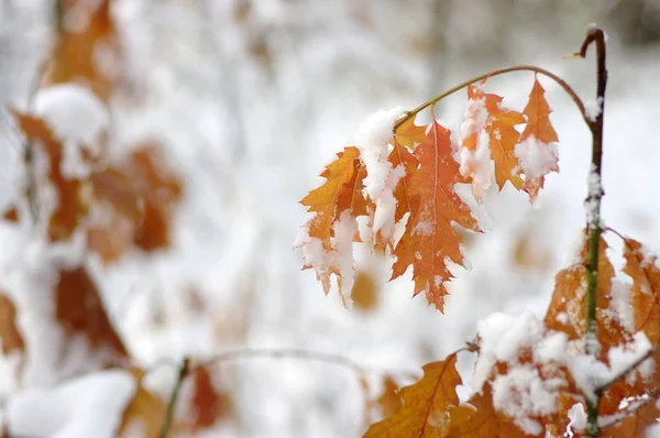 Hojas amarillas en la nieve . —  Fotos de Stock