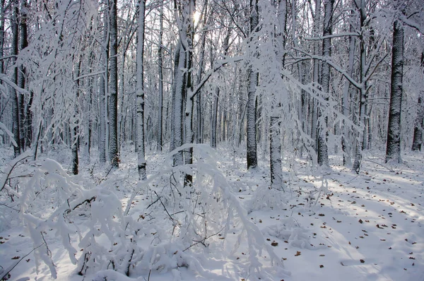 Bomen bedekt met sneeuw — Stockfoto