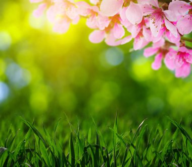 Bahar çiçeği yumuşak ile arka plan bulanıklık