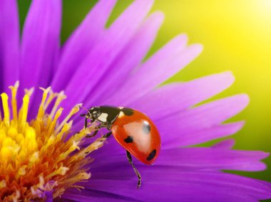 uğur böceği ve çiçek