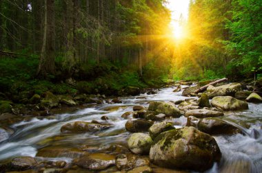 Yeşil ormandaki nehir dağ