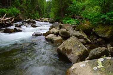 Yeşil ormandaki nehir dağ
