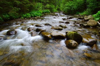 Yeşil ormandaki nehir dağ