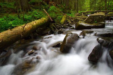 Yeşil ormandaki nehir dağ