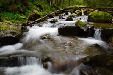 Yeşil ormandaki nehir dağ