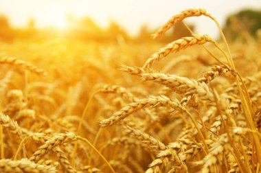  Buğday alan tarih Pzr