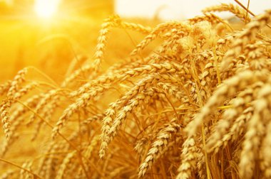  Buğday alan tarih Pzr