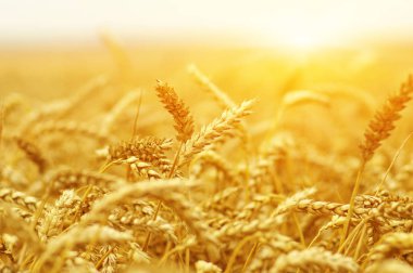  Buğday alan tarih Pzr