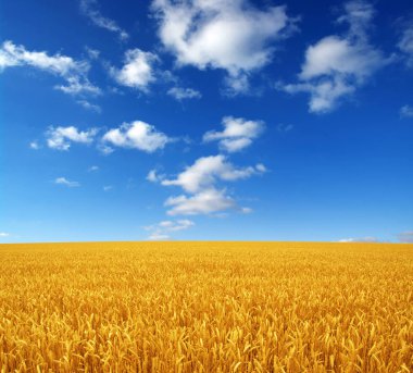 Buğday tarlası ve gökyüzü 