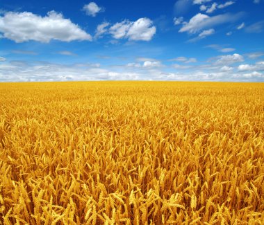 Buğday tarlası ve gökyüzü 