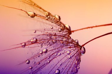 su ile Karahindiba çiçeği 