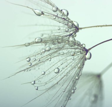 su ile Karahindiba çiçeği 