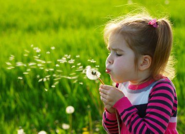 Kız üfleme karahindiba 
