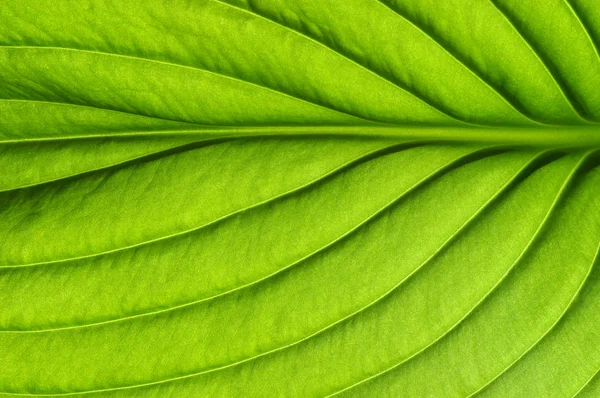 Zelená listová texturu — Stock fotografie