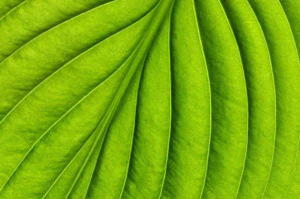 Green leaf texture — Stock Photo, Image