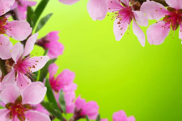 Spring blossom with soft blur background — Stock Photo, Image