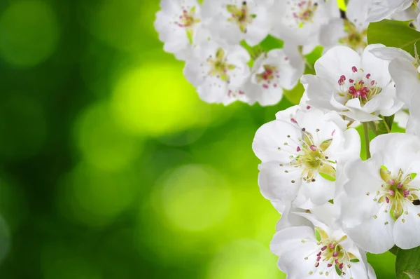 Frühlingsblüte mit sanftem Unschärfehintergrund — Stockfoto