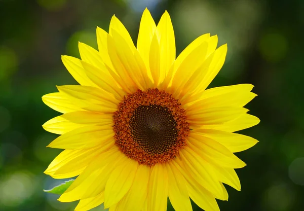 Close up of sunflower — Stock Photo, Image